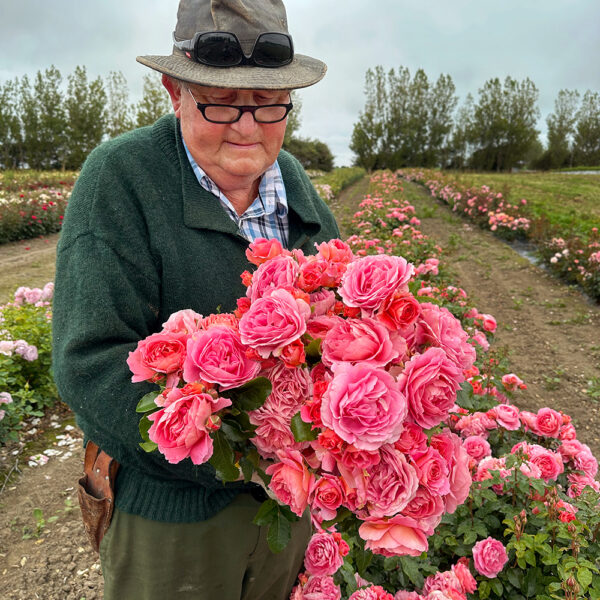 MY DAUGHTER - My Rose Collection - Image 4