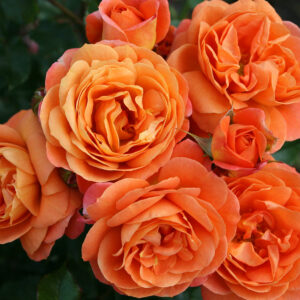 Kordes Rose Selection