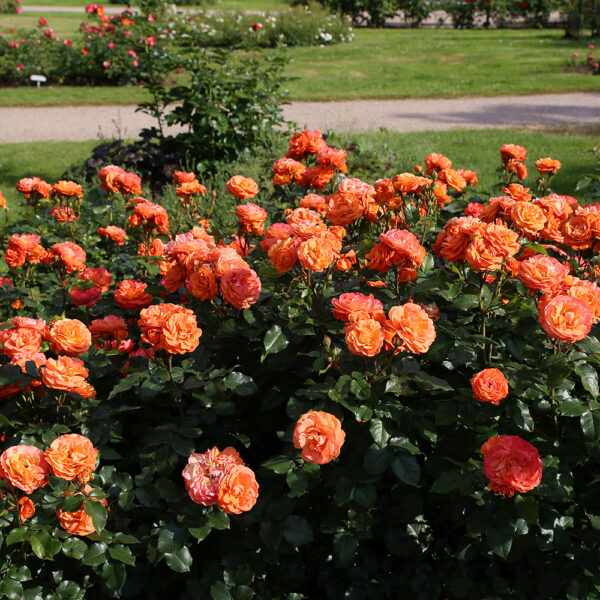 PHOENIX - Kordes Rose Selection - Image 3