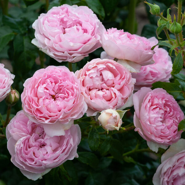 THE SARJEANT ROSE - Image 2